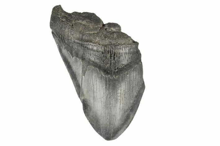 Partial Megalodon Tooth - South Carolina #193953